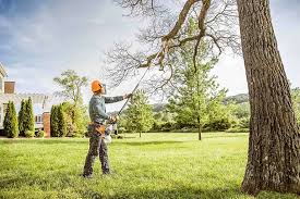 Best Storm Damage Tree Cleanup  in USA